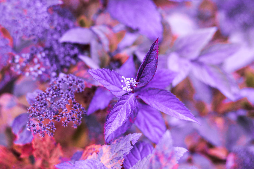 Purple Plant 